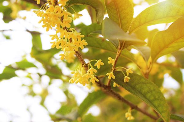 邵陽看桂花去哪里最好