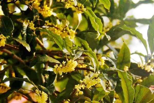 邵陽看桂花去哪里最好