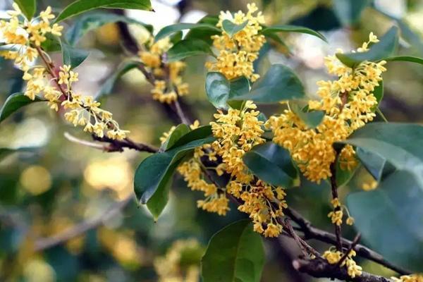 邵阳看桂花去哪里最好