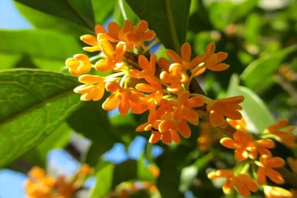 蘇州看桂花有哪些地方