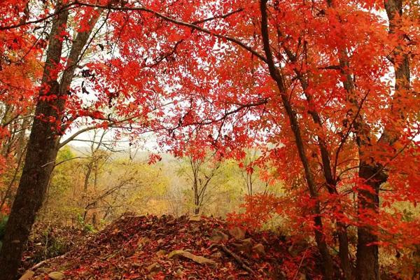 唐山哪里有紅葉景區(qū)