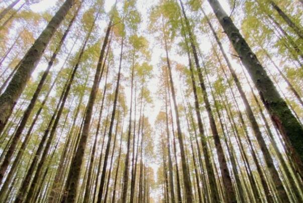 山王坪喀斯特國家生態(tài)公園門票優(yōu)惠政策