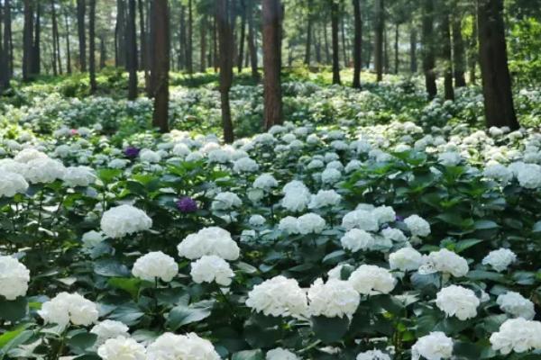 重慶大木花谷門票優(yōu)惠政策