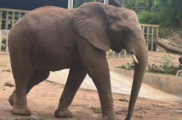 2024樂和樂都動物園門票多少錢一張