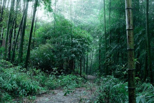 2024雨台山风景区门票多少钱