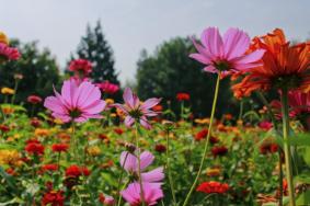 2024圓明園百日菊花期