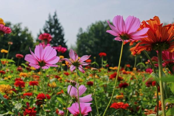 2024圆明园百日菊花期