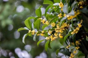 成都賞桂花哪些地方好