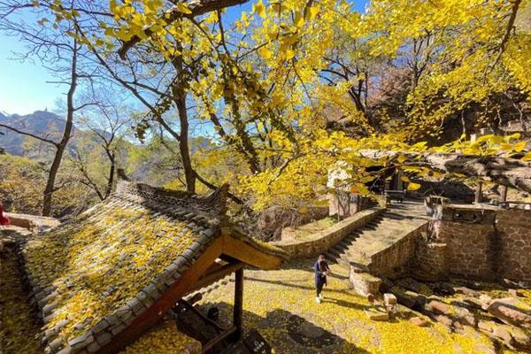 鞍山哪有银杏树景点