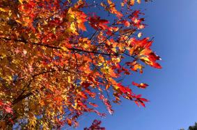 北京賞紅葉的森林公園有哪些