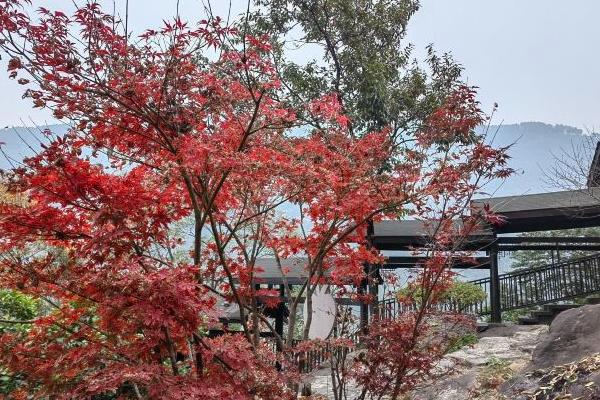 銅鑼花谷生態園門票多少錢一張