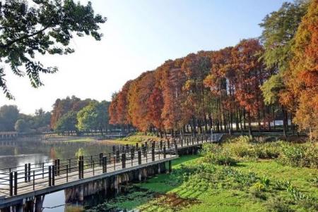 中国哪里的枫叶最好看 中国枫叶最美的十大地方