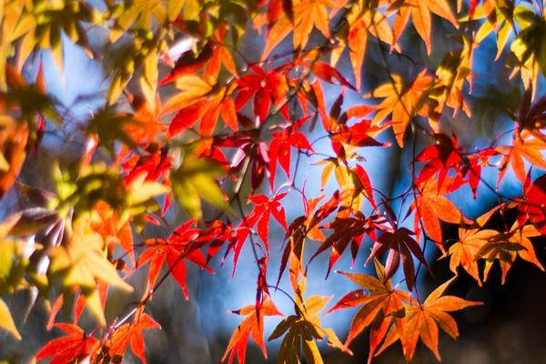 泰安哪里看紅葉