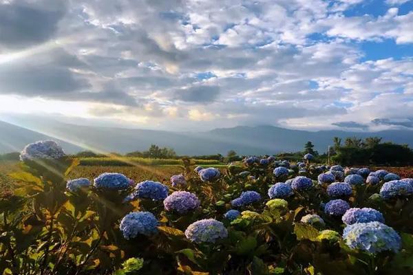 丽江听花谷什么时候去最好