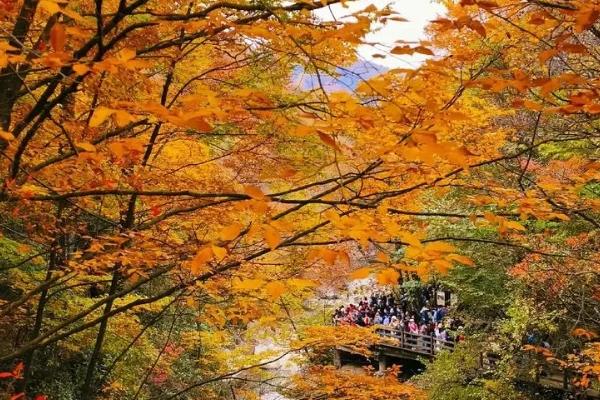 光霧山紅葉紅了嗎 2024光霧山紅葉最佳時間