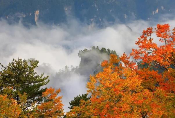 光霧山紅葉紅了嗎 2024光霧山紅葉最佳時間