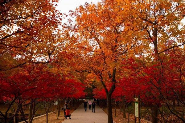 蘇州天平山什么時候看楓葉最好