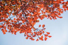 淄博潭溪山紅葉紅是什么時候