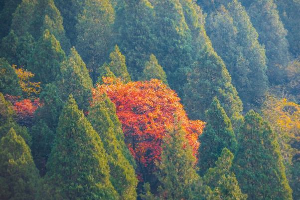 淄博潭溪山紅葉紅是什么時候