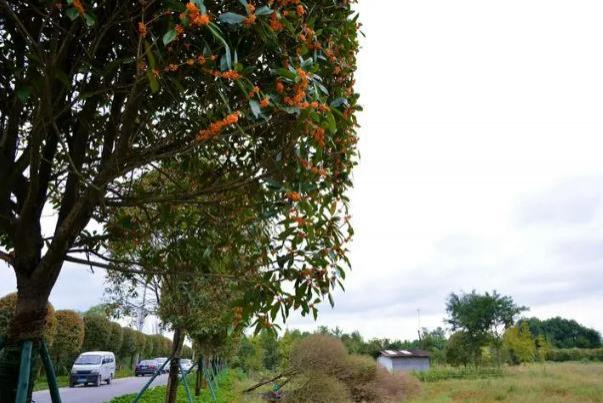 成都賞桂花哪些地方好