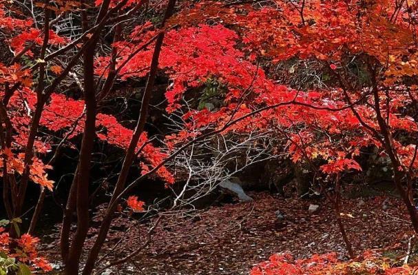 柳州賞秋好去處 柳州秋天適合去哪里