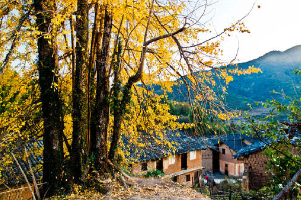 深圳銀杏葉觀賞地點 秋天深圳哪里風景好