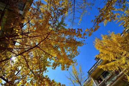 深圳银杏叶观赏地点 秋天深圳哪里风景好