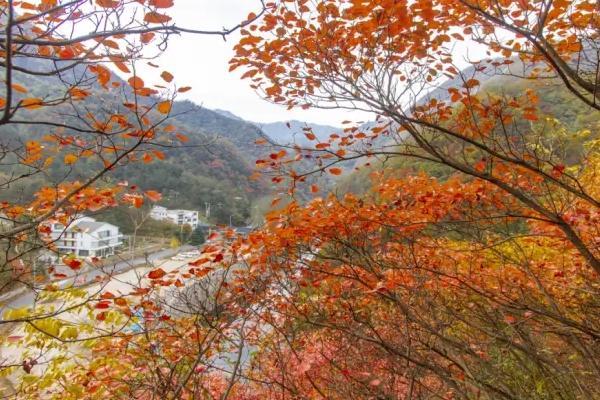 龙峪湾景区看红叶的地方在哪里