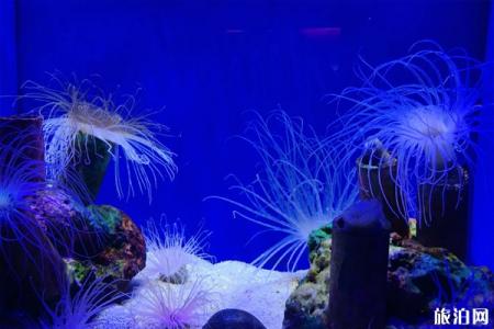 浦东新区海洋水族馆游玩攻略-门票价格-景点信息