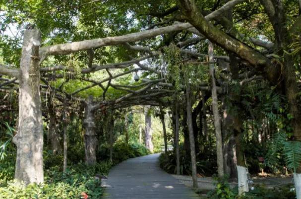 廣西藥用植物園植物種類