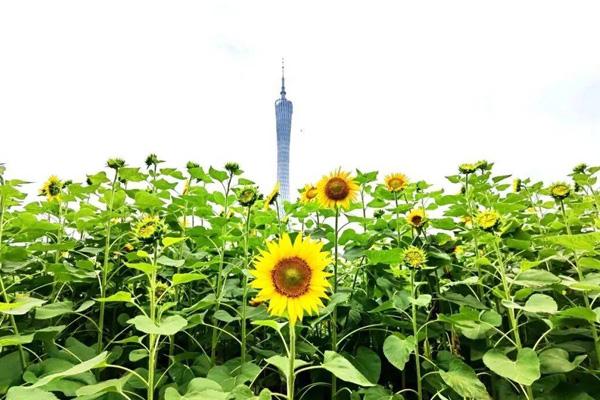 廣州10月哪里有花海看