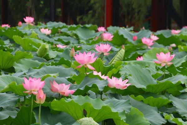 广州10月哪里有花海看