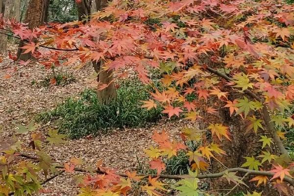 沈阳秋季赏花看枫叶的地方有哪些