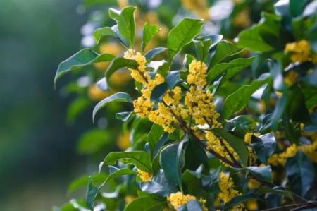 上海赏桂花去哪个地方最好