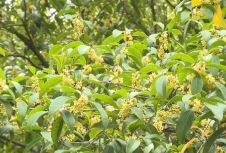 上海赏桂花去哪个地方最好