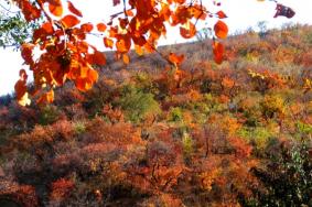 2024北京香山紅葉節(jié)時(shí)間