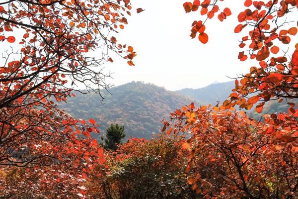 保定看红叶都有哪些景点