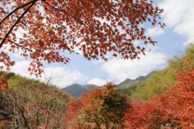 天柱山的紅葉今年什么時候紅啊