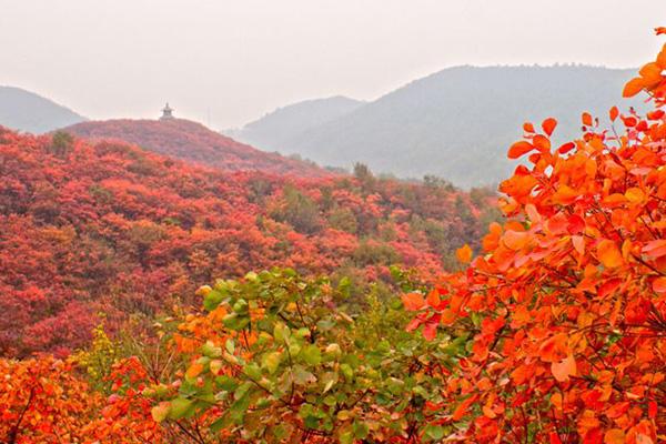 南陽附近看紅葉哪里去