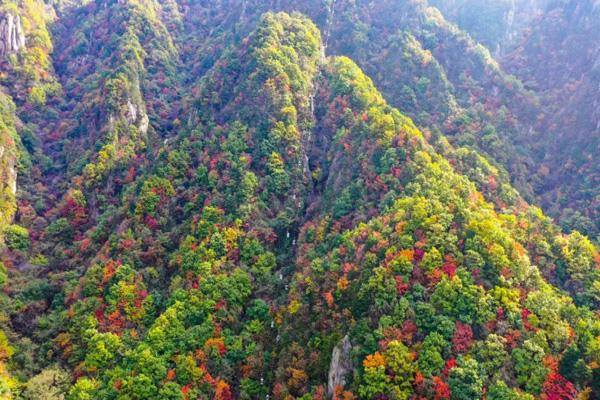 南陽附近看紅葉哪里去