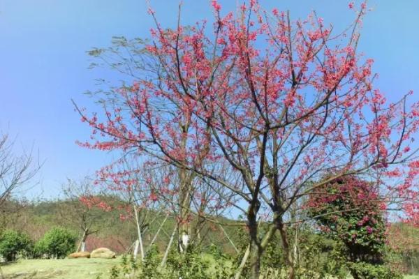 叱石風(fēng)景區(qū)要門票嗎