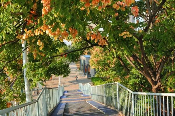 廈門山海健康步道欒樹觀賞指南