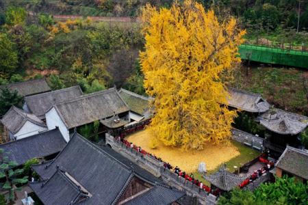 苏州看银杏树什么地方最美