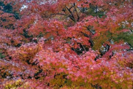 温州看红枫叶最佳地点在哪里