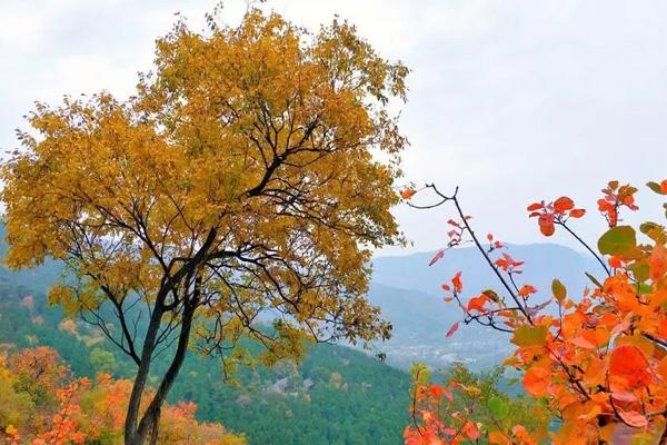 2024香山公園門票優(yōu)惠政策