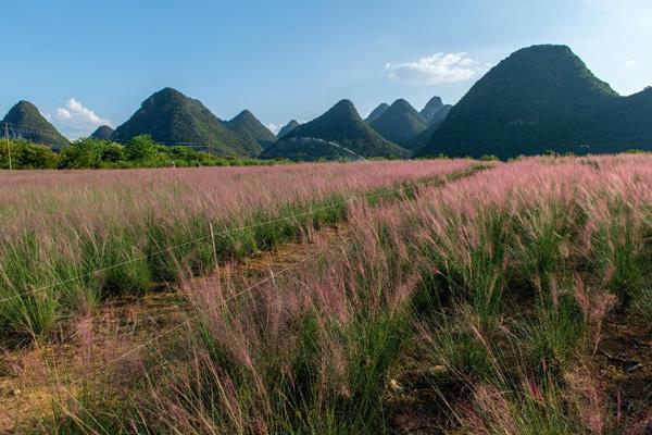 桂林粉黛花海在哪里