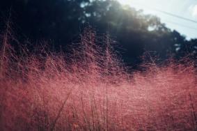 常熟粉黛花海在哪里