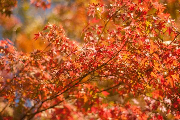 綿陽哪里看紅葉