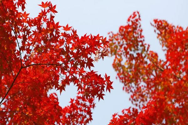 綿陽哪里看紅葉