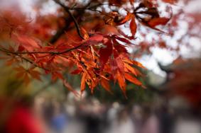 天平山紅葉最美觀賞點在哪